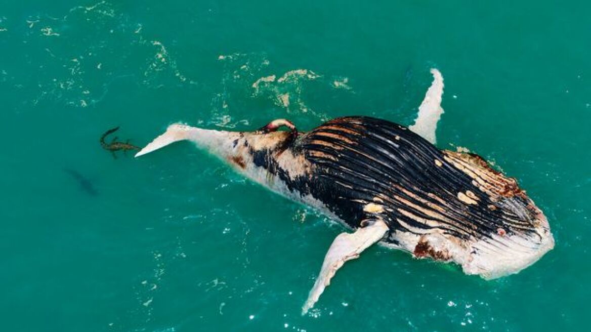 Σπάνιο βίντεο: Κροκόδειλος και καρχαρίας τρέφονται από το κουφάρι φάλαινας